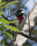Rose breasted Grosbeak 1024